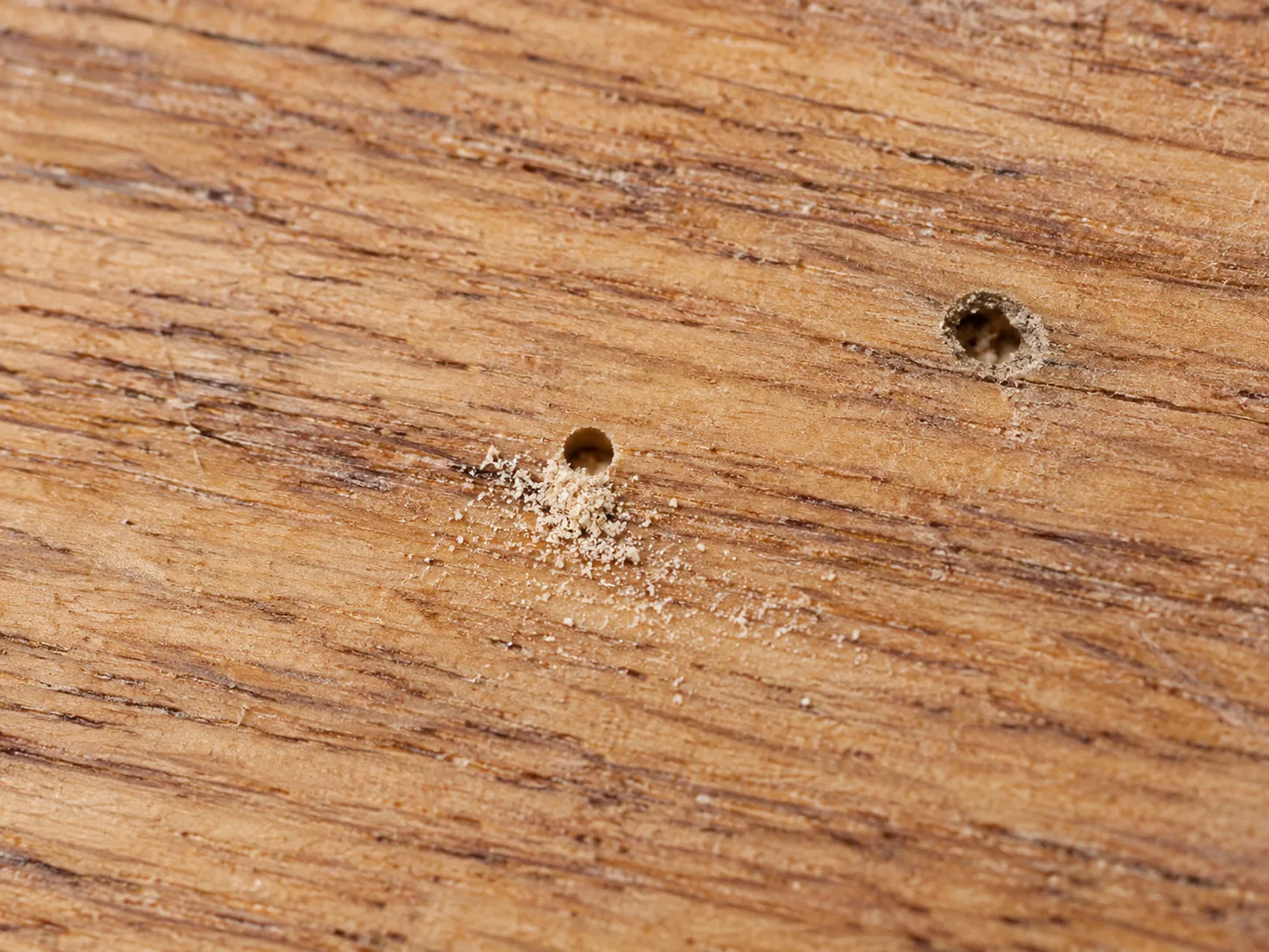 A close view of a round exit hole and fresh, fine powderpost beetle frass on hardwood