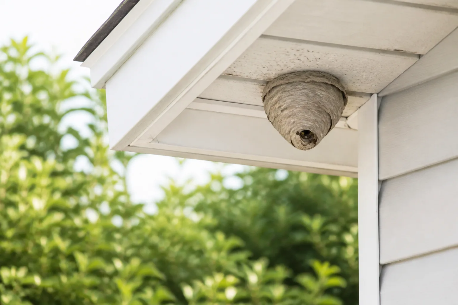 Enclosed wasp nest attached beneath an outdoor eave