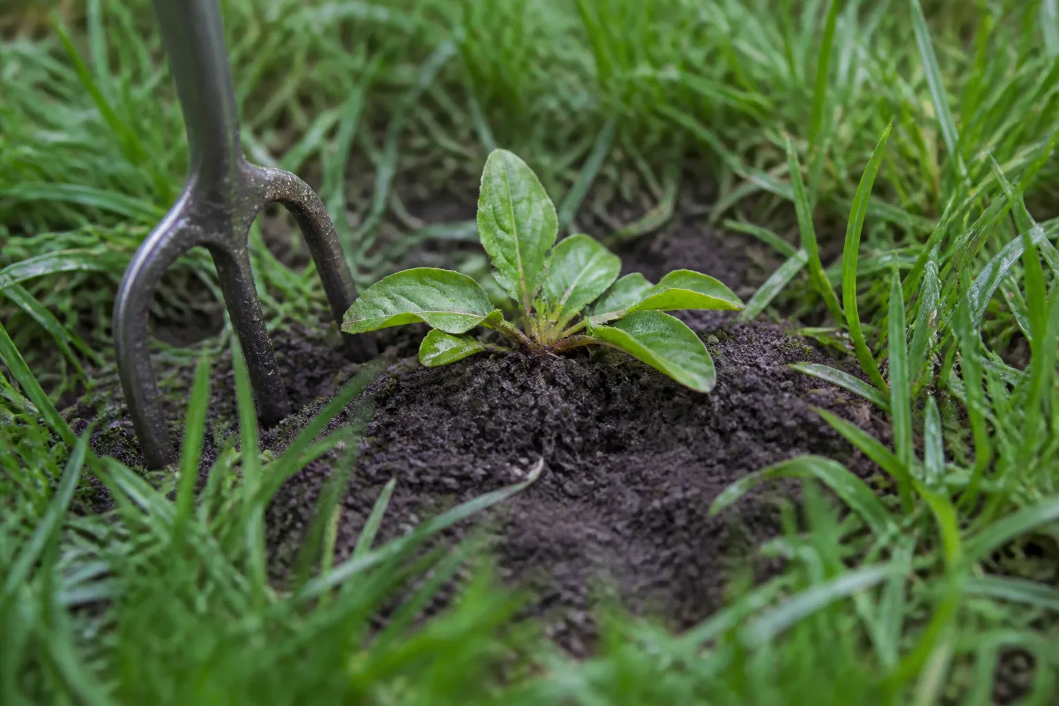 1 Hand Pull Small Weeds After Rain for 1. hand-pull small weeds after rain