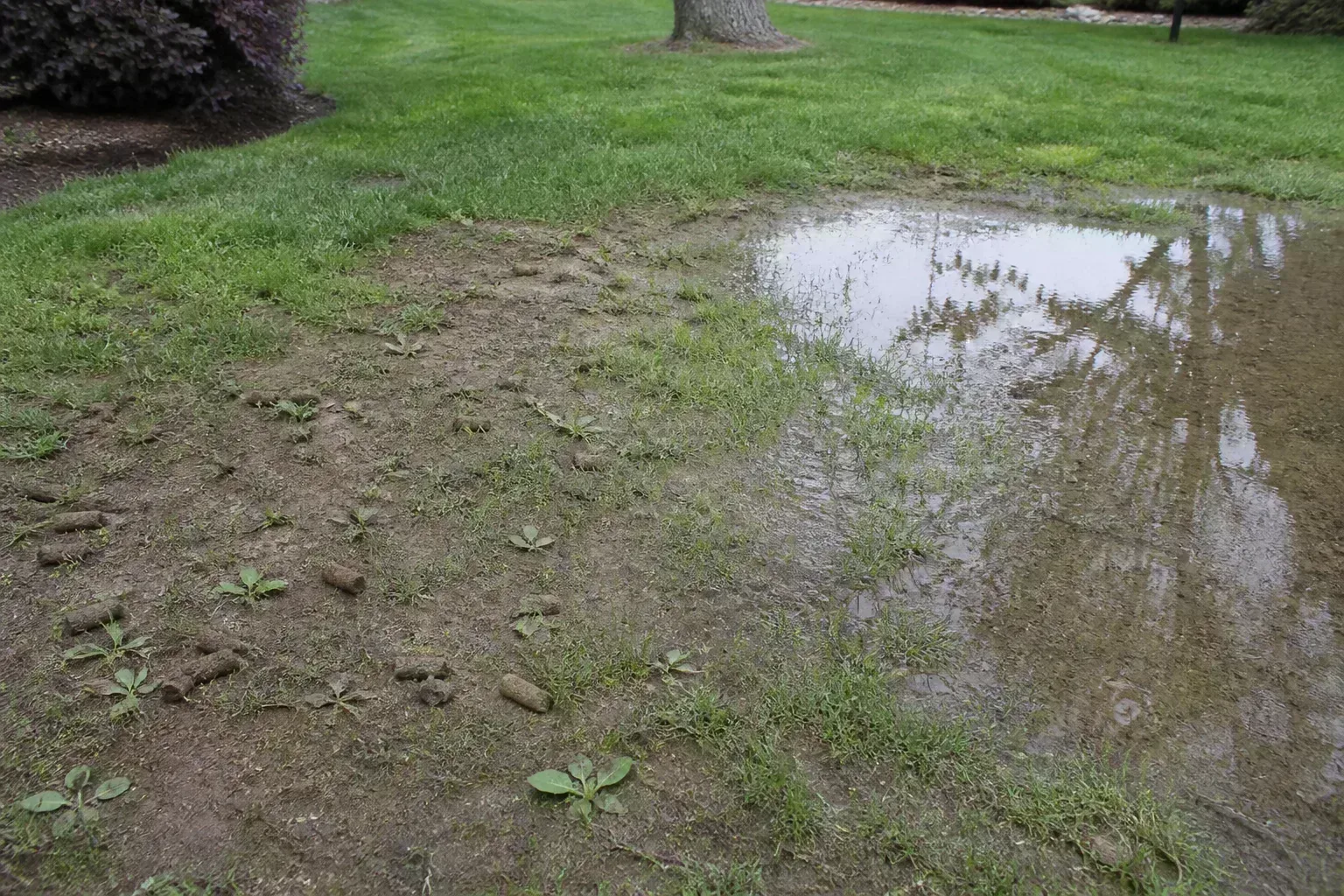 How Much Weed Control Your Lawn Actually Needs for how much weed control your lawn actually needs