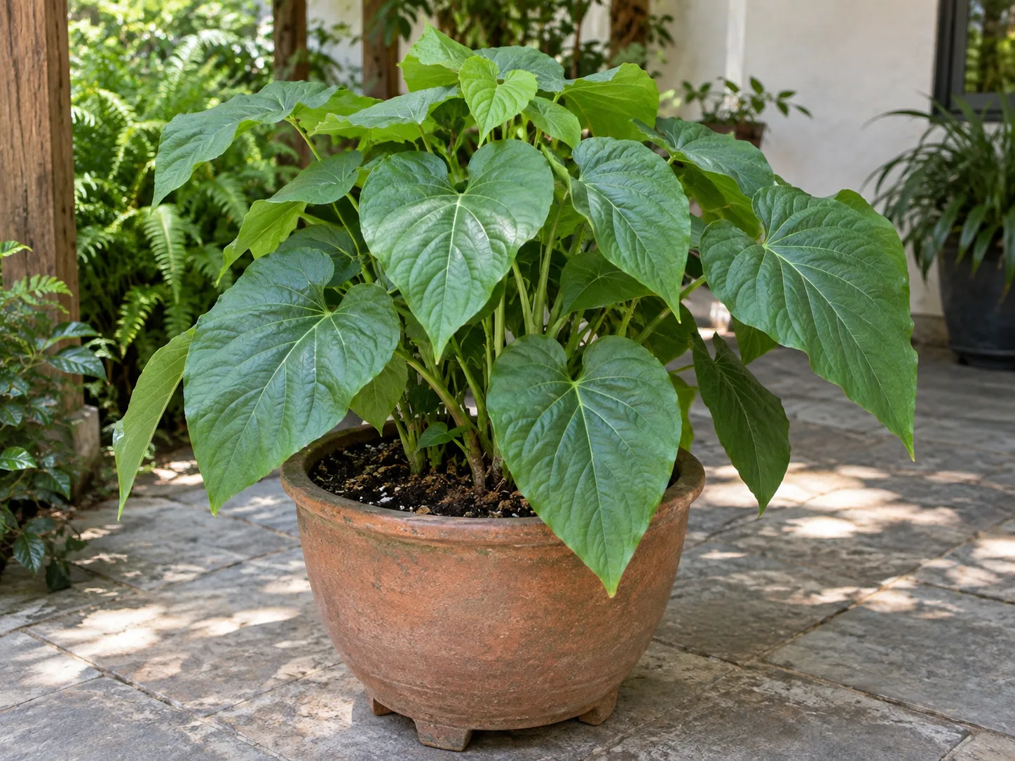 A healthy root beer plant growing in a wide, well-drained container in a sheltered, partly shaded garden