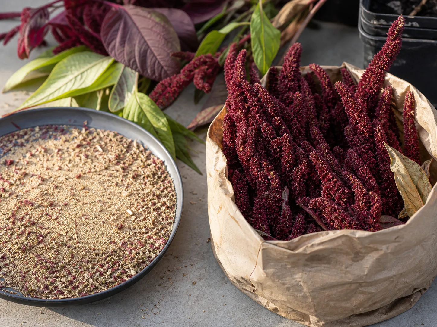 Dry amaranth seedheads and separated seeds ready for threshing and winnowing