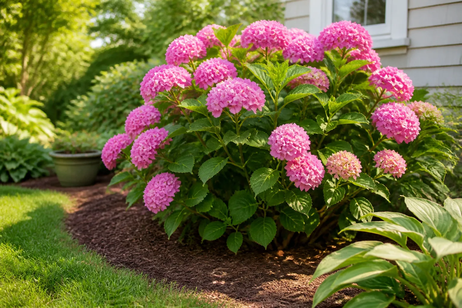 Bigleaf Hydrangea Care At A Glance for bigleaf hydrangea care at a glance