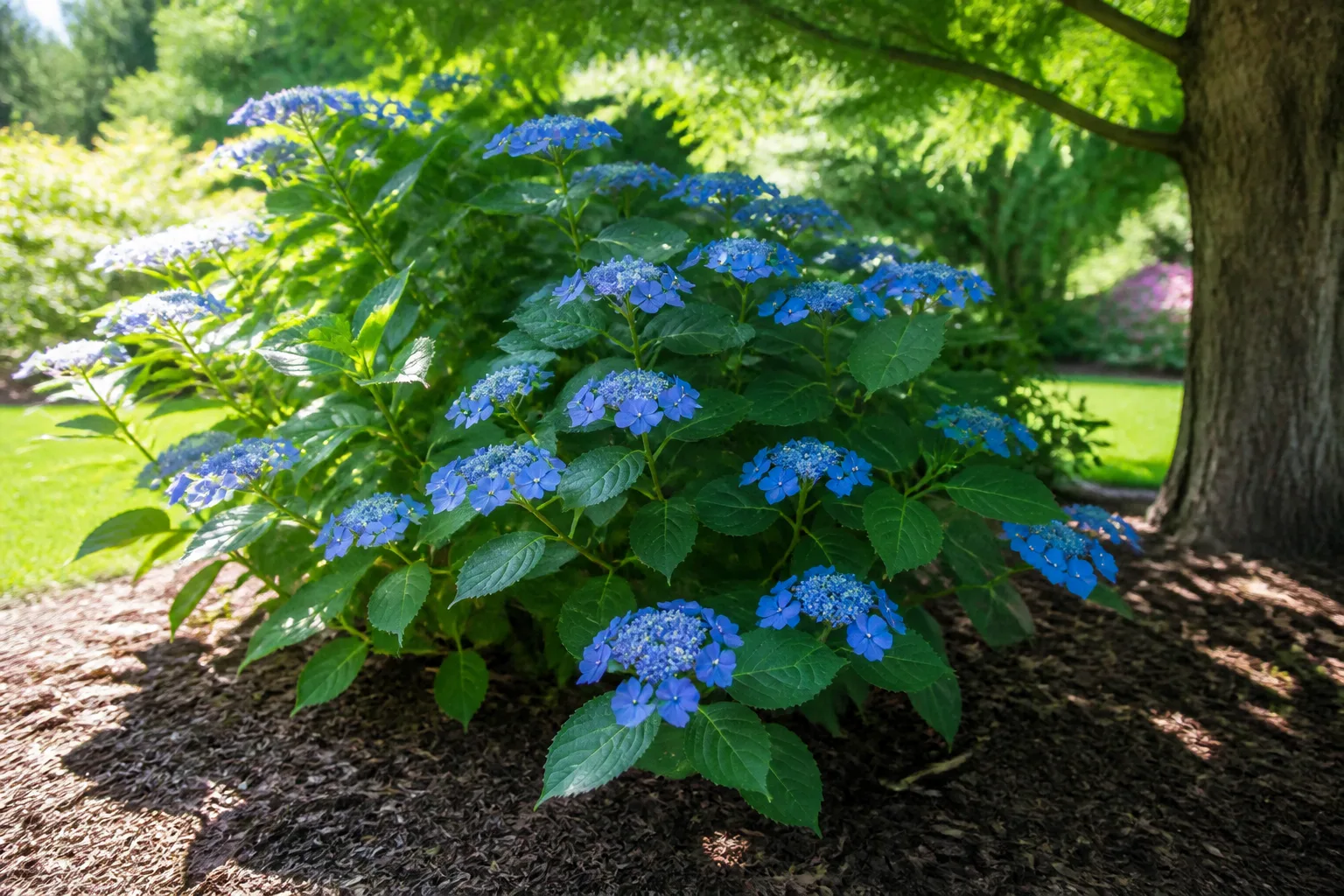 Hydrangea shrubs in morning sun with afternoon shade protection in a garden bed