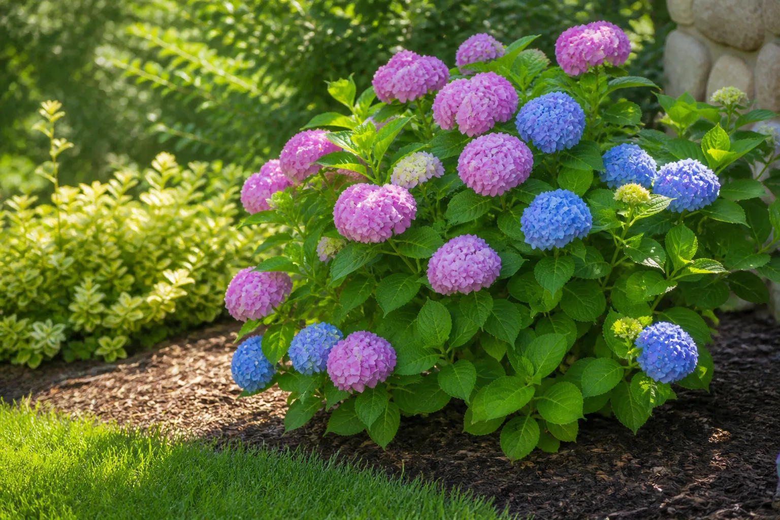 Healthy pink and blue bigleaf hydrangeas blooming in a mulched garden bed