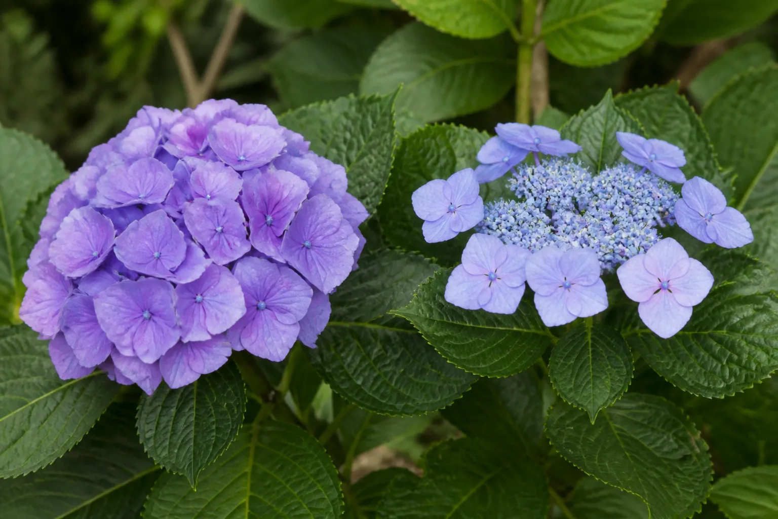 Mophead and lacecap hydrangea flower forms on healthy plants