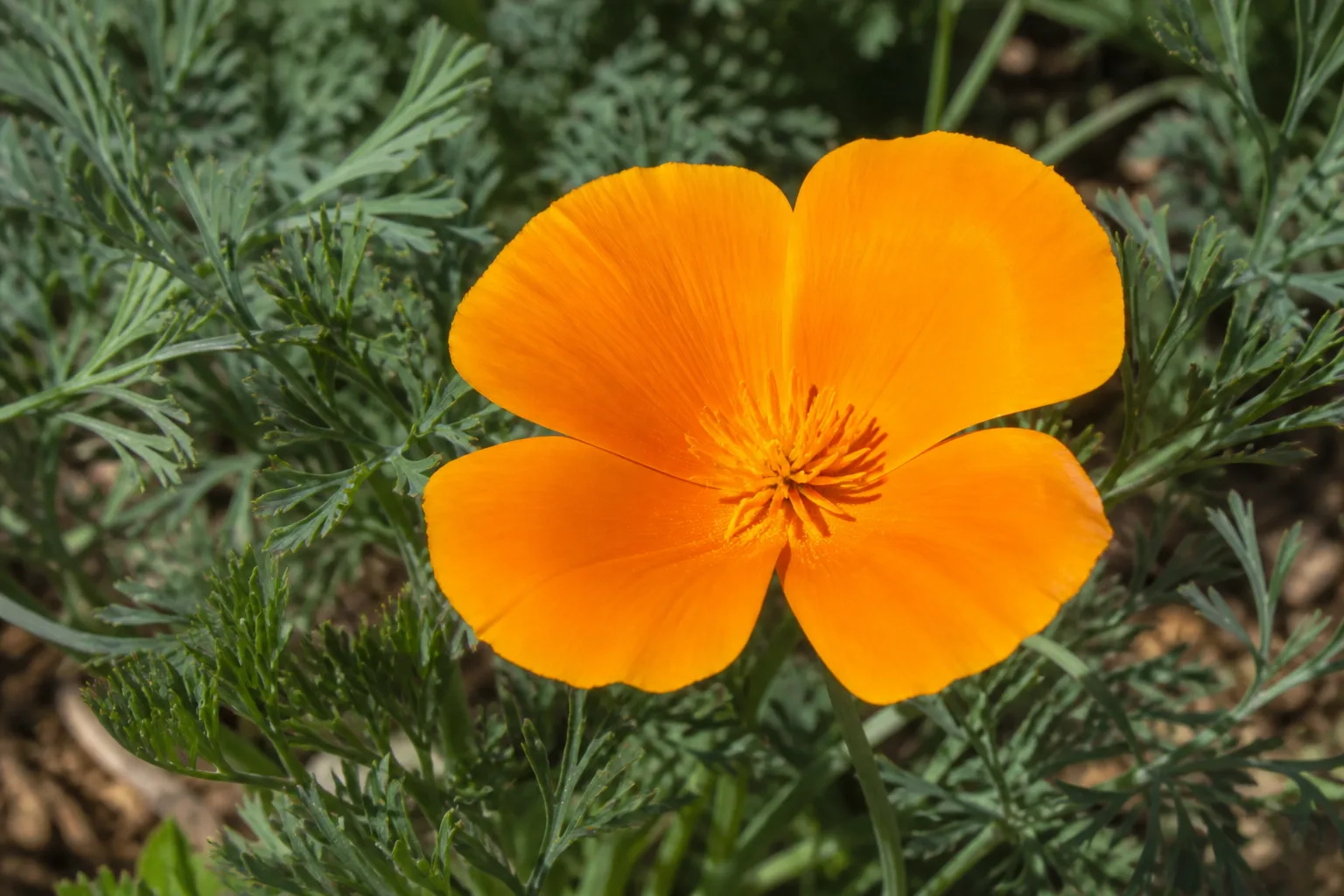 Silky orange California poppy flowers with blue-green ferny foliage in a lean sunny garden bed