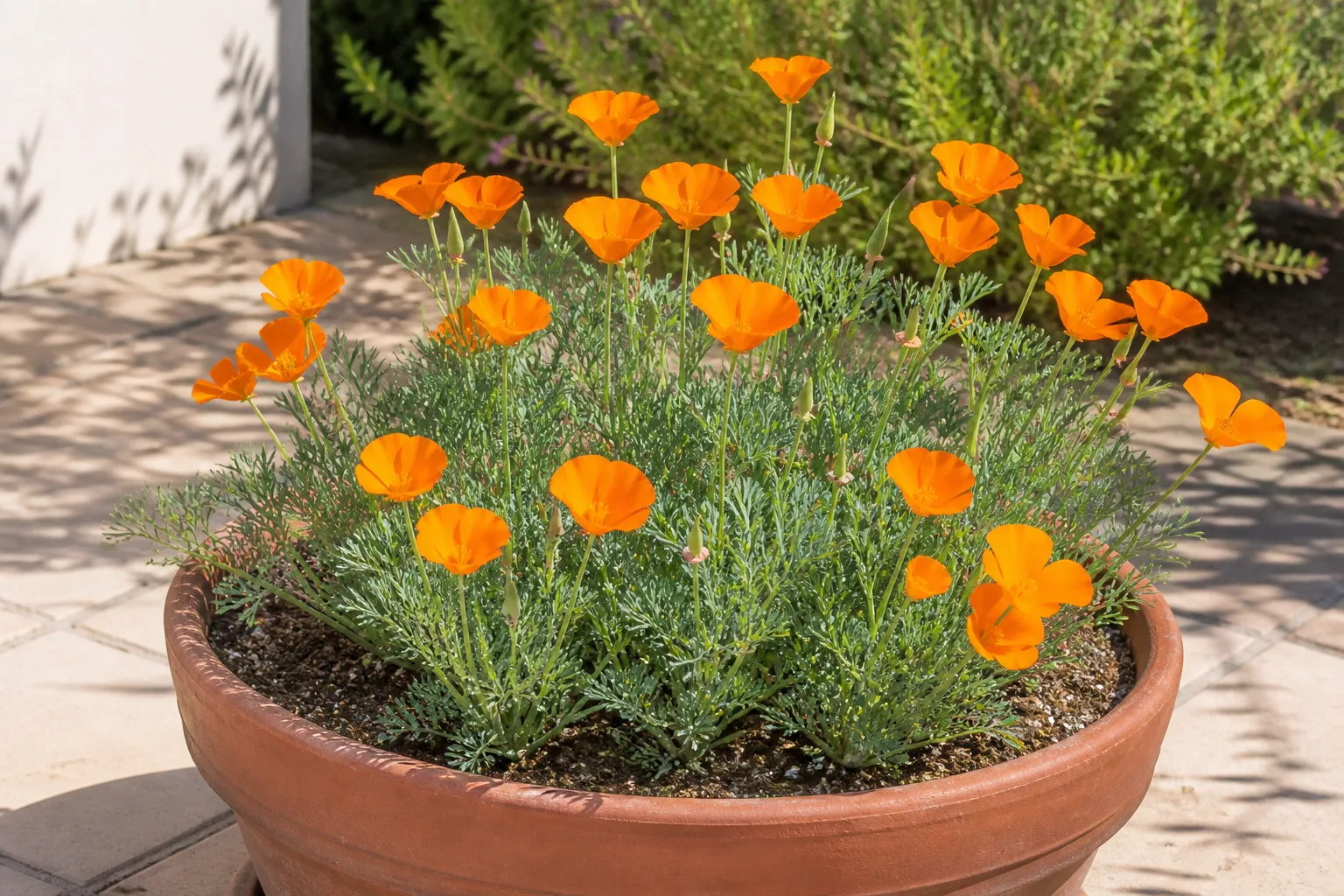 California poppies blooming in a wide terracotta container on a sunny patio with gritty well-drained potting mix