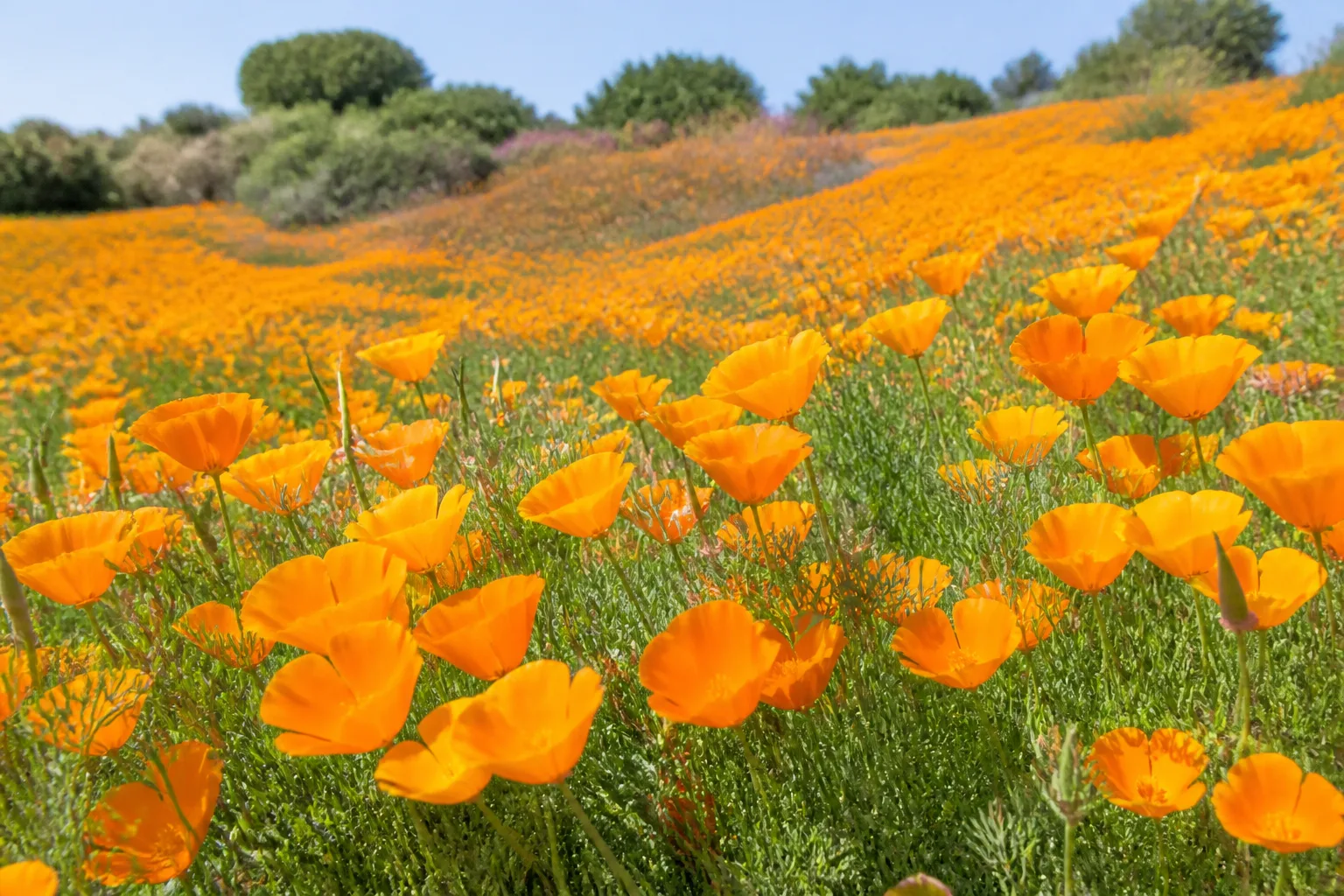 Orange California poppy flowers blooming in a sunny lean-soil garden border with blue-green fern-like foliage