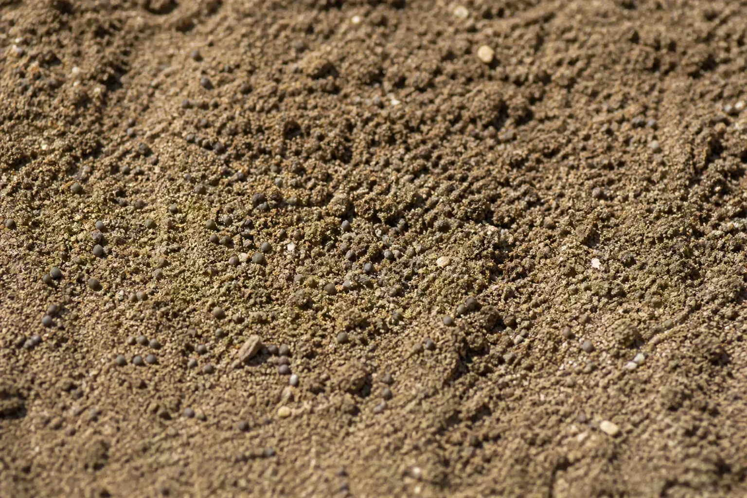 Tiny poppy seeds scattered on the surface of prepared garden soil ready for light-assisted germination