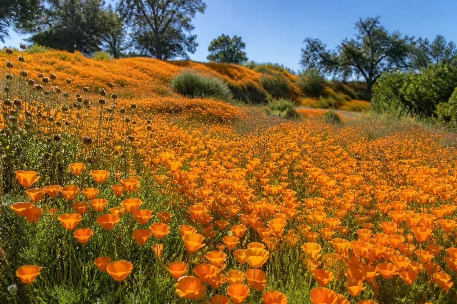 Colorful wildflower meadow with mixed native annuals and perennials in full bloom under open sky