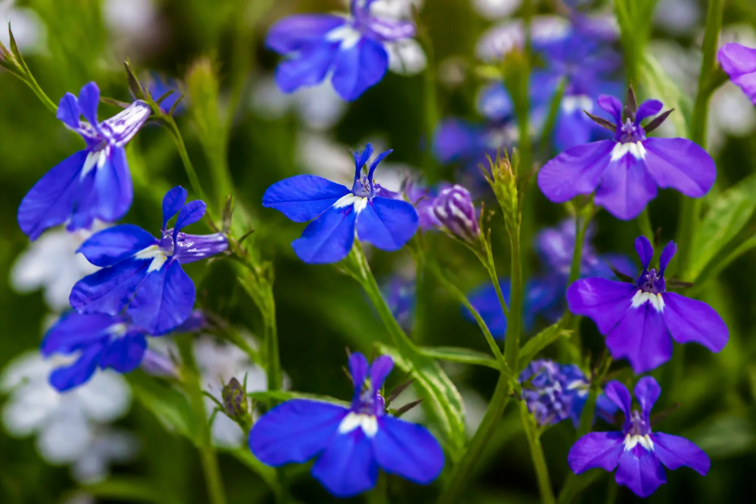 Trailing blue lobelia flowers spilling over the edge of a shaded container