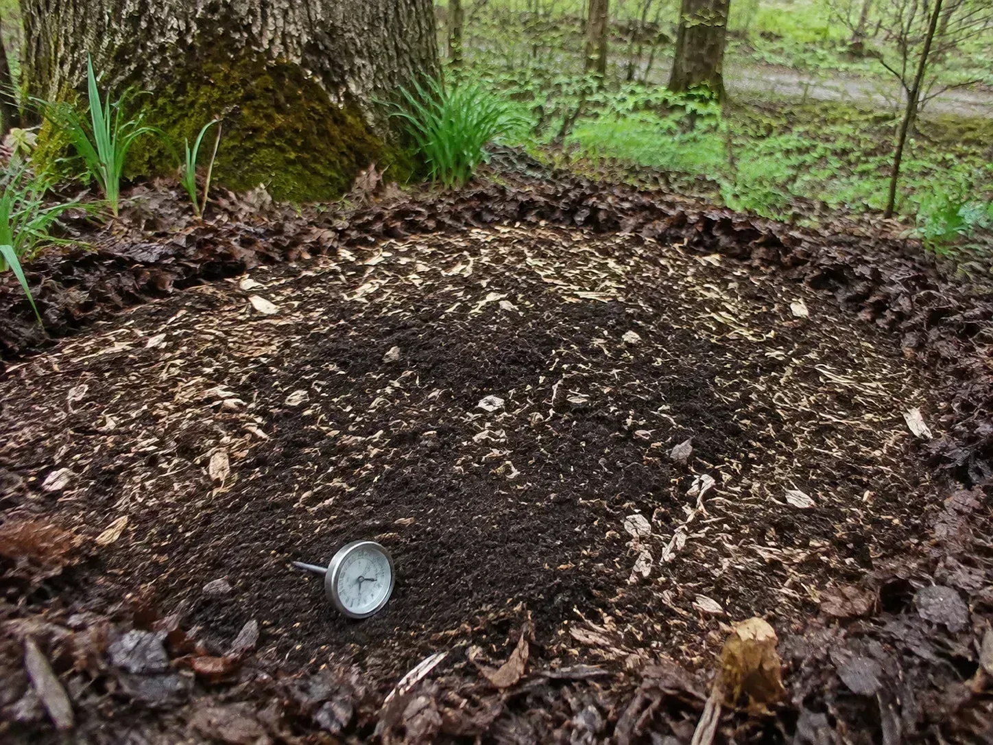 A shaded woodland-edge bed with loose loam, hardwood chips, leaf mold, and a soil thermometer