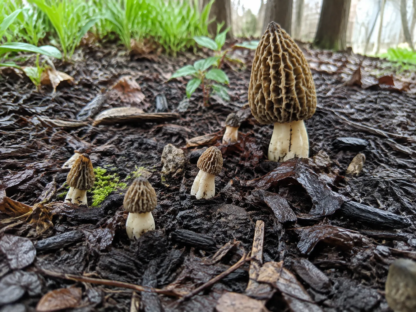 Small and mature morels emerging from damp leaf litter in a shaded outdoor bed