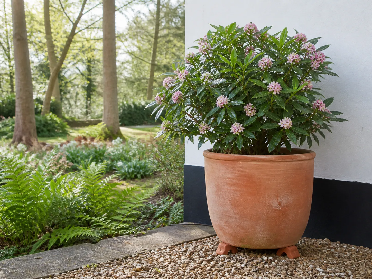 A deep terracotta container with a compact Daphne shrub on a sheltered patio, raised for drainage