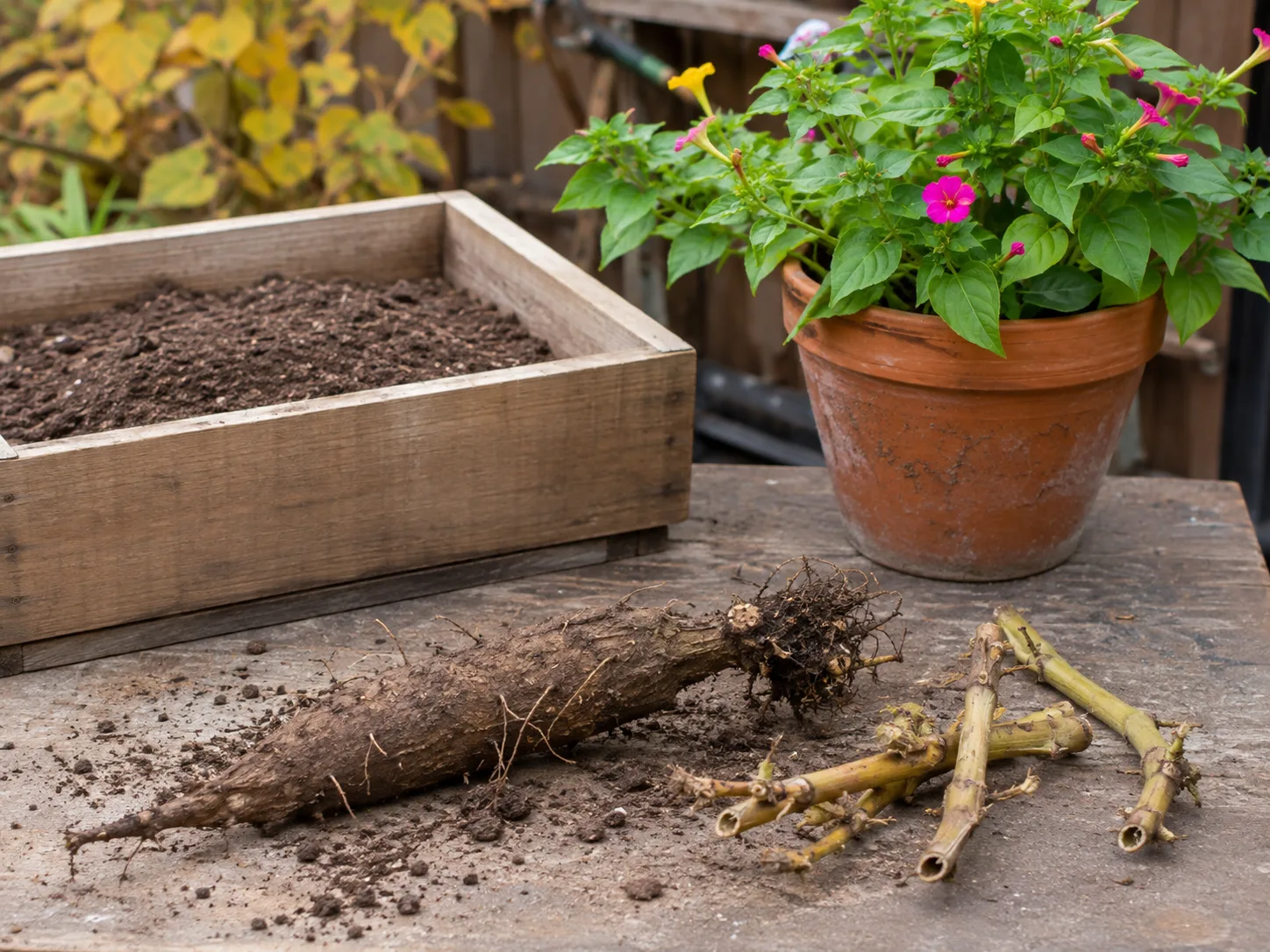 Lifted four o'clock storage root prepared for cool, dry winter storage