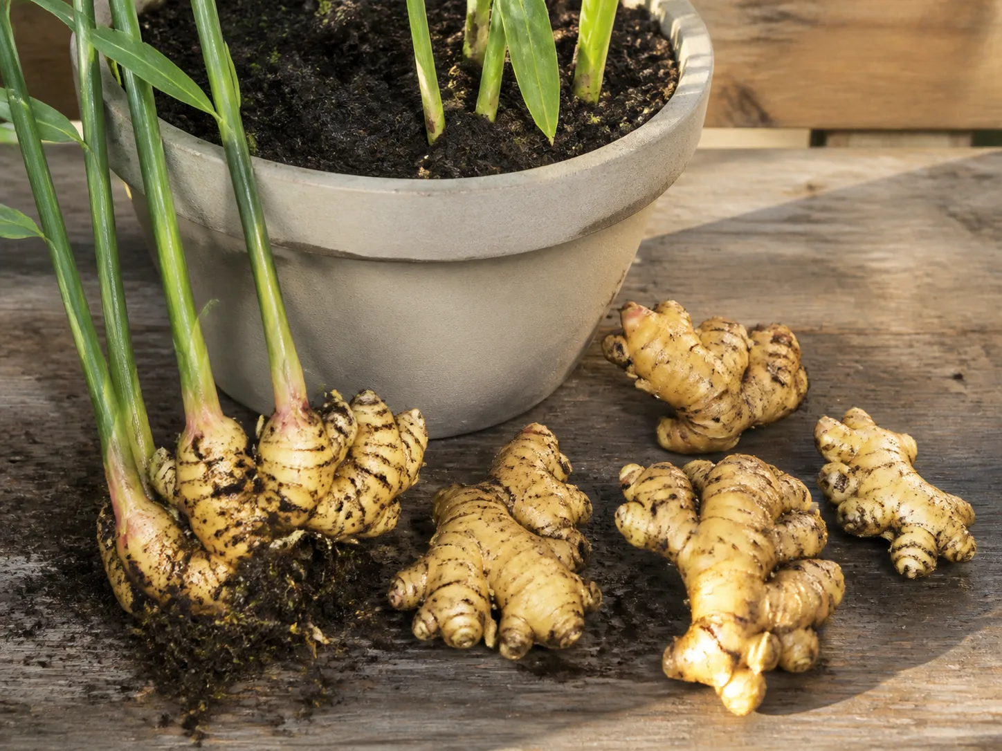Freshly harvested ginger rhizomes beside a container garden