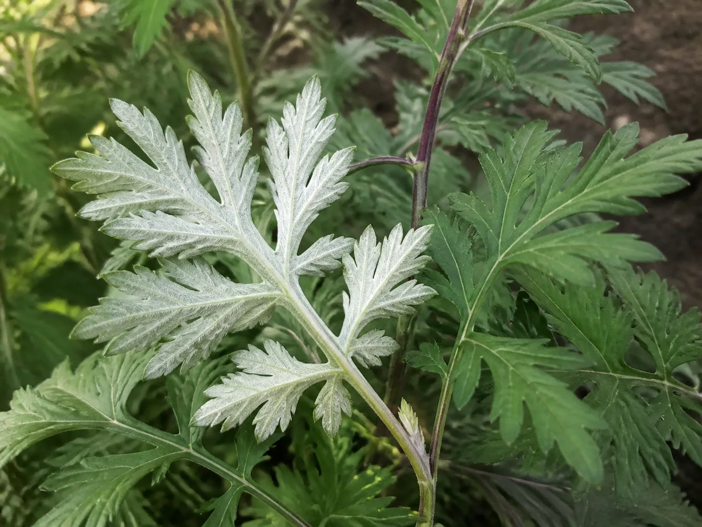 Common mugwort with aromatic, lobed leaves and pale hairy undersides in an outdoor garden edge