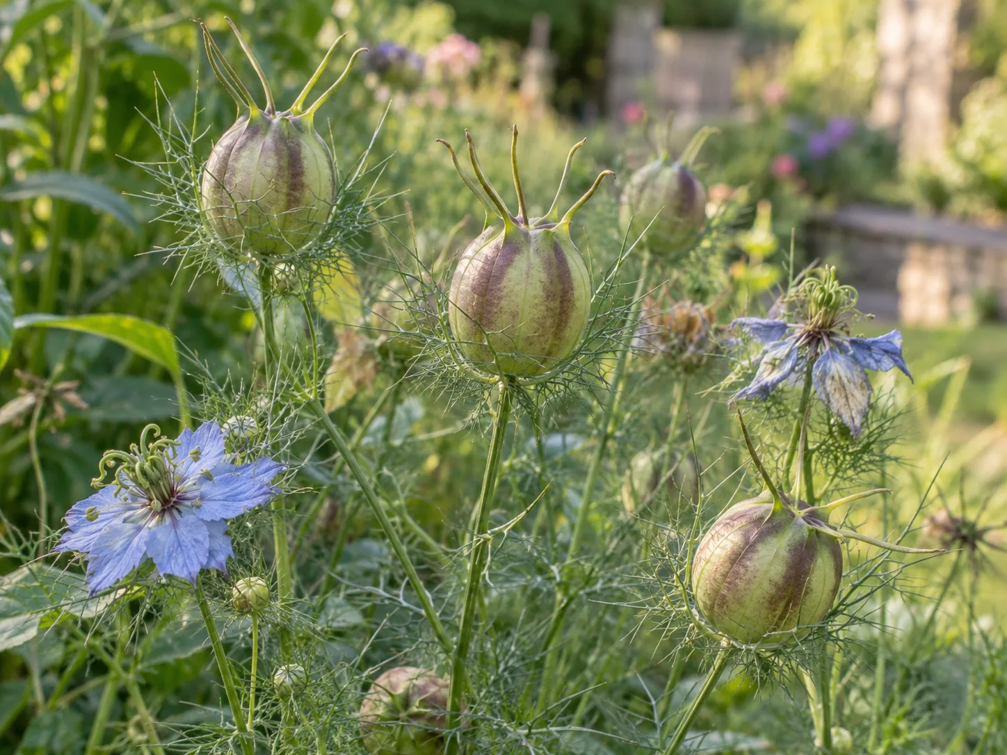 Striped green love-in-a-mist seed capsules among feathery foliage