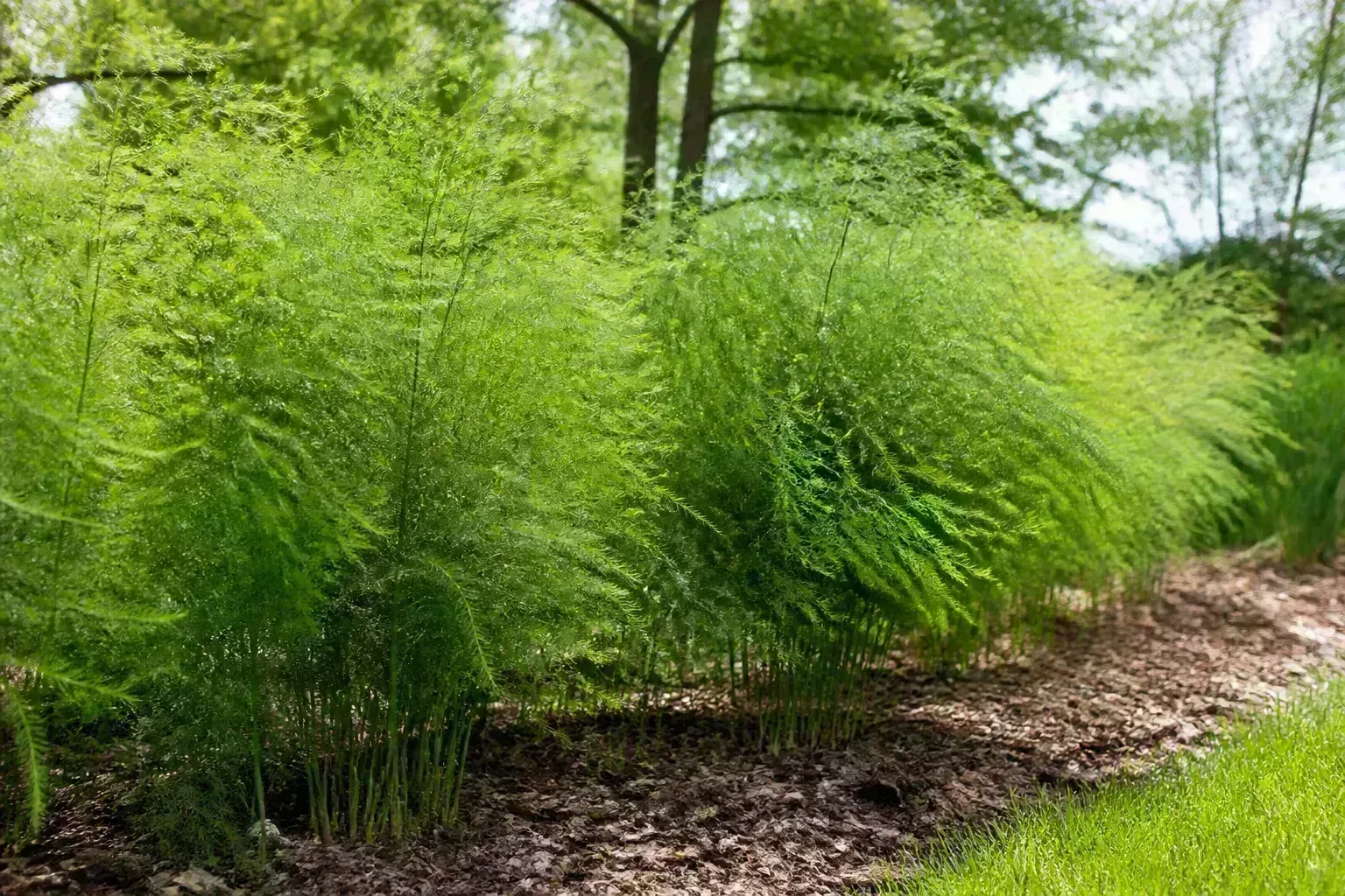 Tall asparagus fern foliage filling a perennial vegetable bed in summer