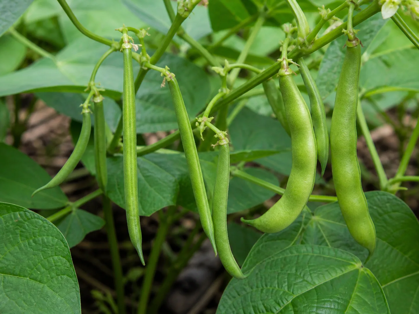 Harvest-ready green bean pods at different stages on a healthy garden plant