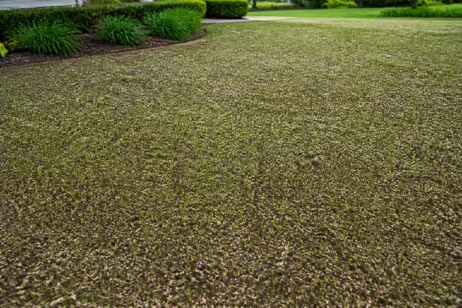 Fresh grass seed spread evenly across a prepared lawn seedbed