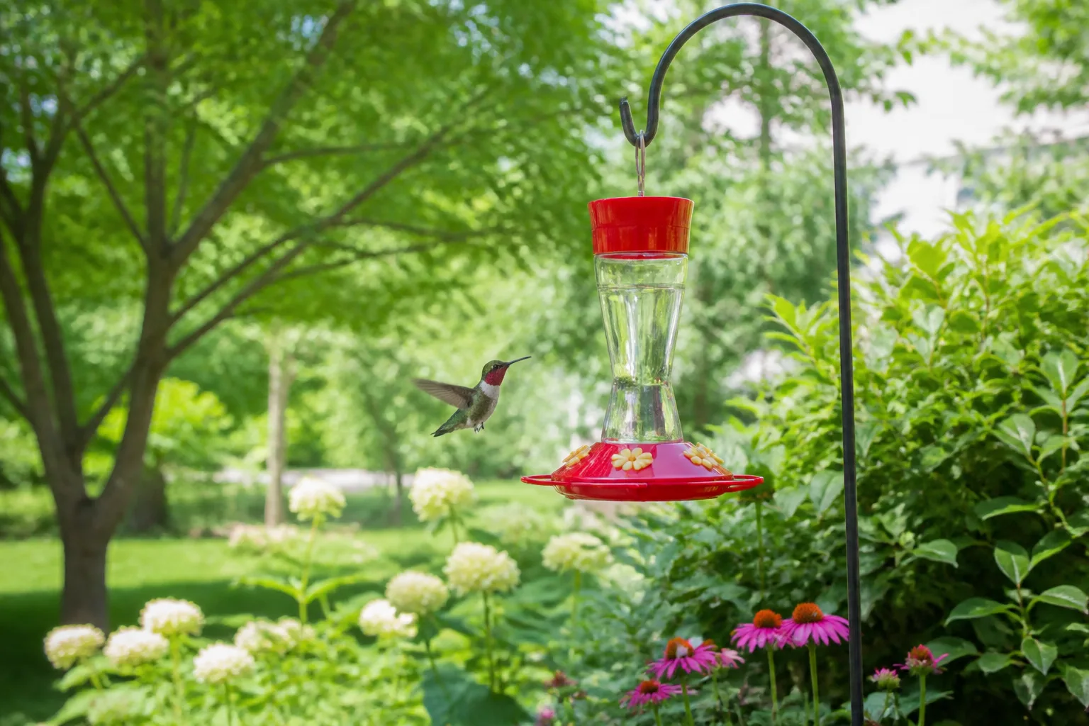 Ruby-throated hummingbird hovering near a red feeder on a backyard shepherd's hook in a sunny garden