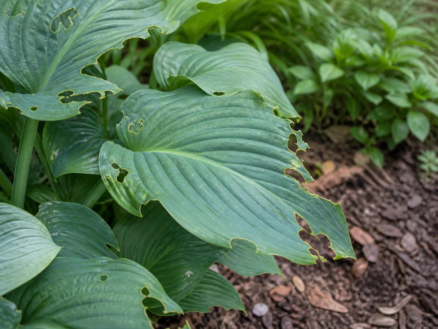 Hosta leaves with ragged edges from deer browsing in a shaded garden bed