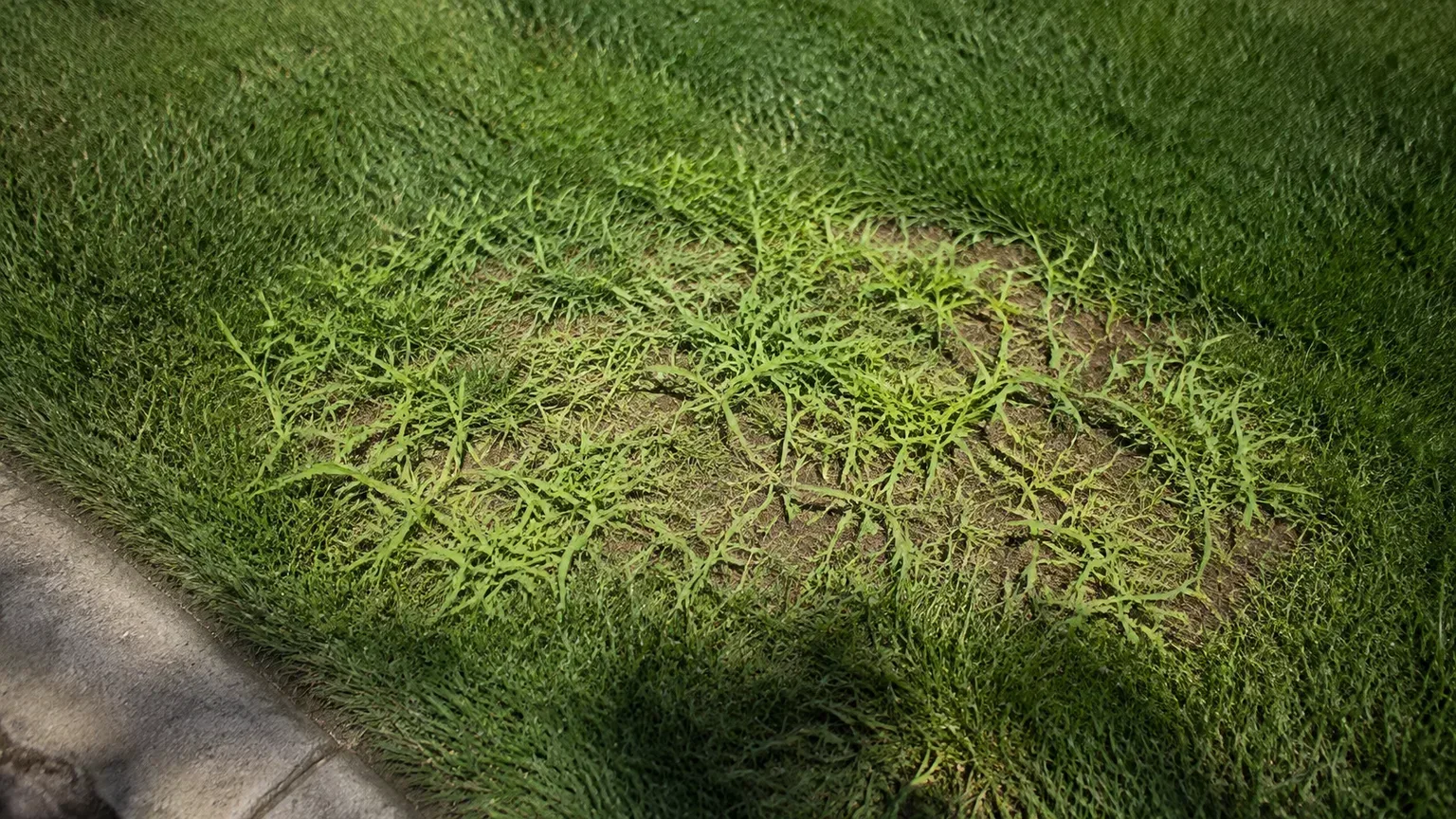 Crabgrass spreading through a thin patch of residential lawn