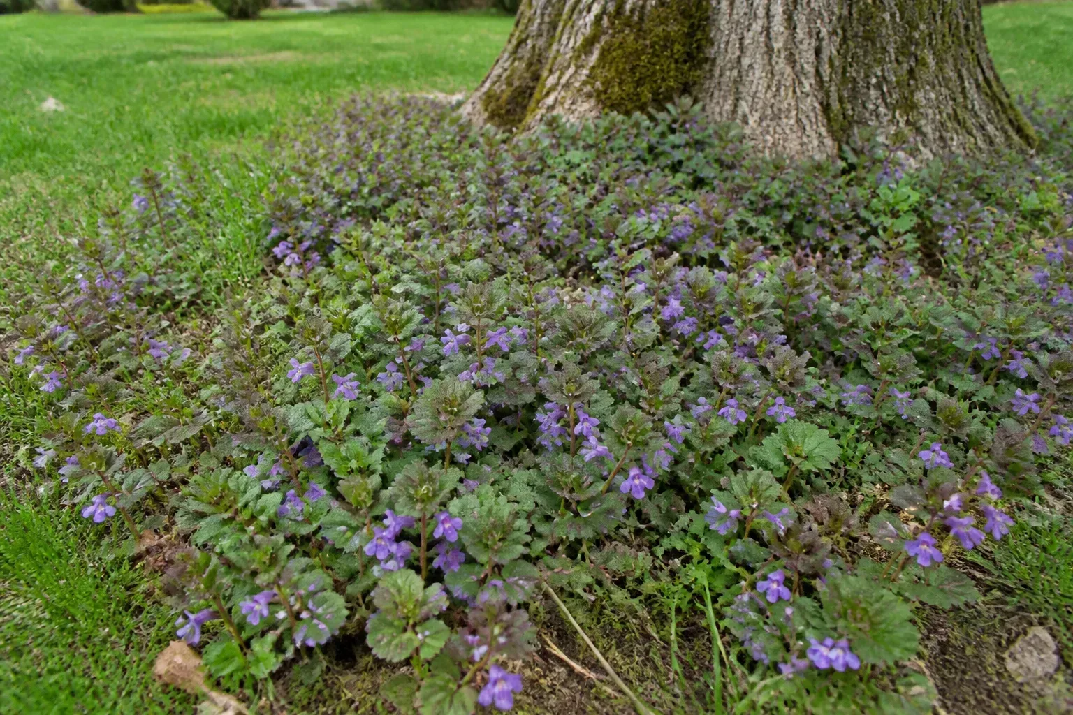 Ground ivy mat with scalloped leaves and purple flowers spreading through shaded lawn turf
