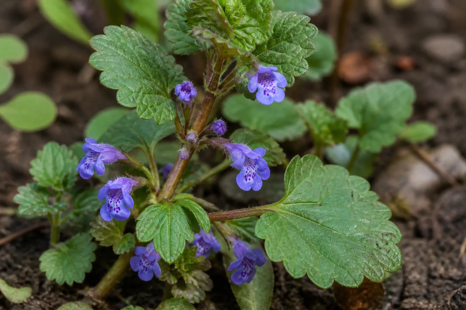 Low creeping ground-cover weed spreading across garden soil