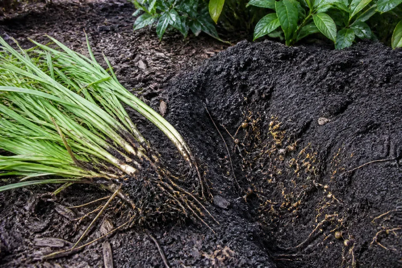 Exposed nutsedge rhizomes and tubers in a dug garden bed