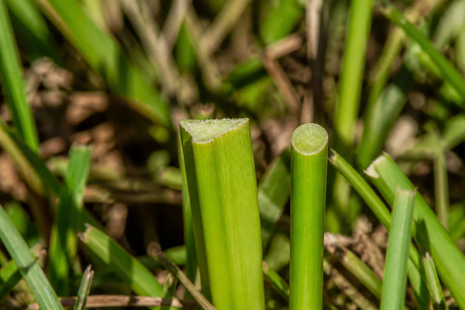 Triangular nutsedge stem beside round grass blades in a lawn