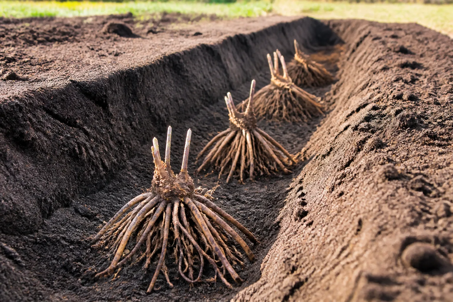 Bare-root asparagus crowns positioned in a prepared garden trench with roots fanned over soil mounds