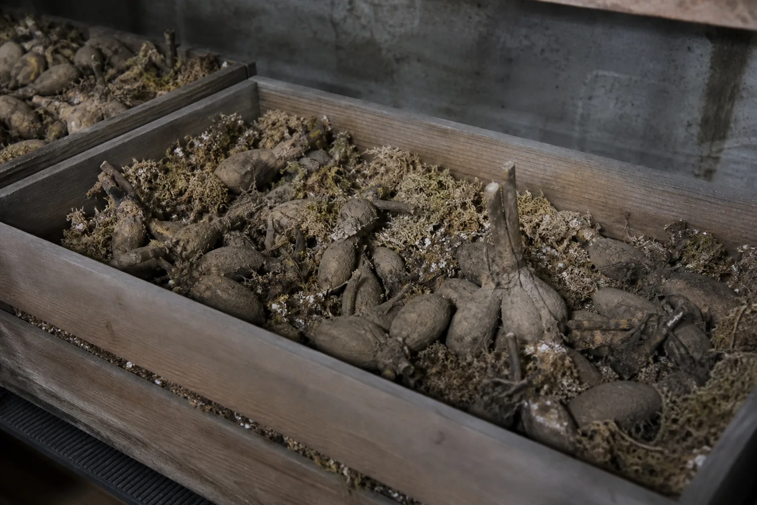 Dahlia tubers packed for cool winter storage