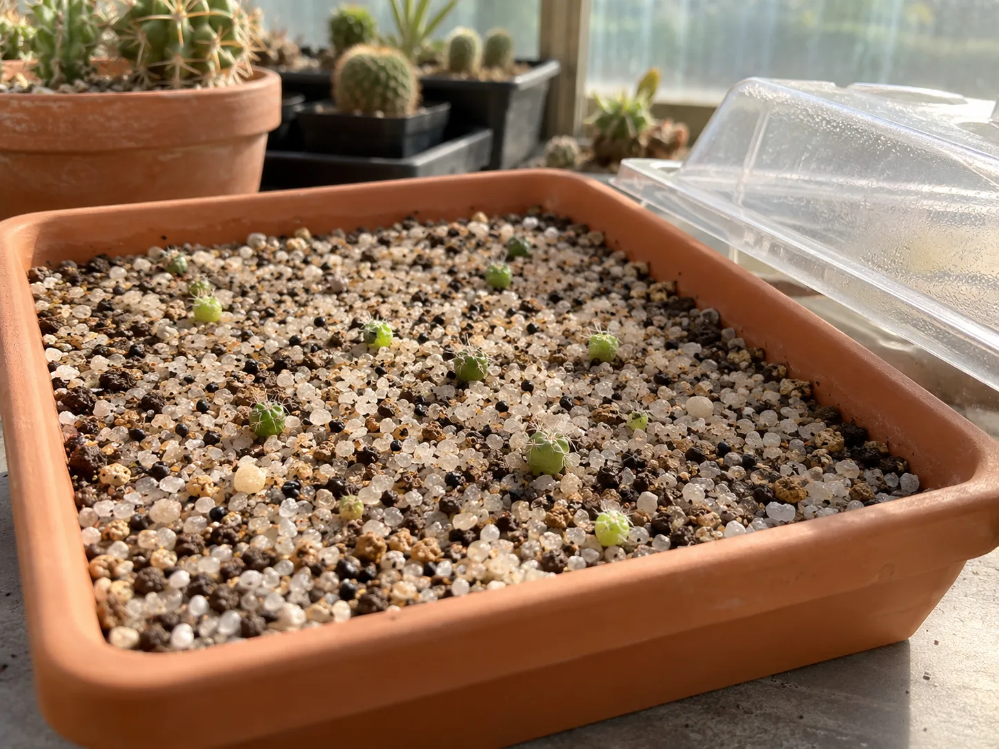 A shallow tray of tiny cactus seedlings in gritty medium with its clear humidity cover set nearby