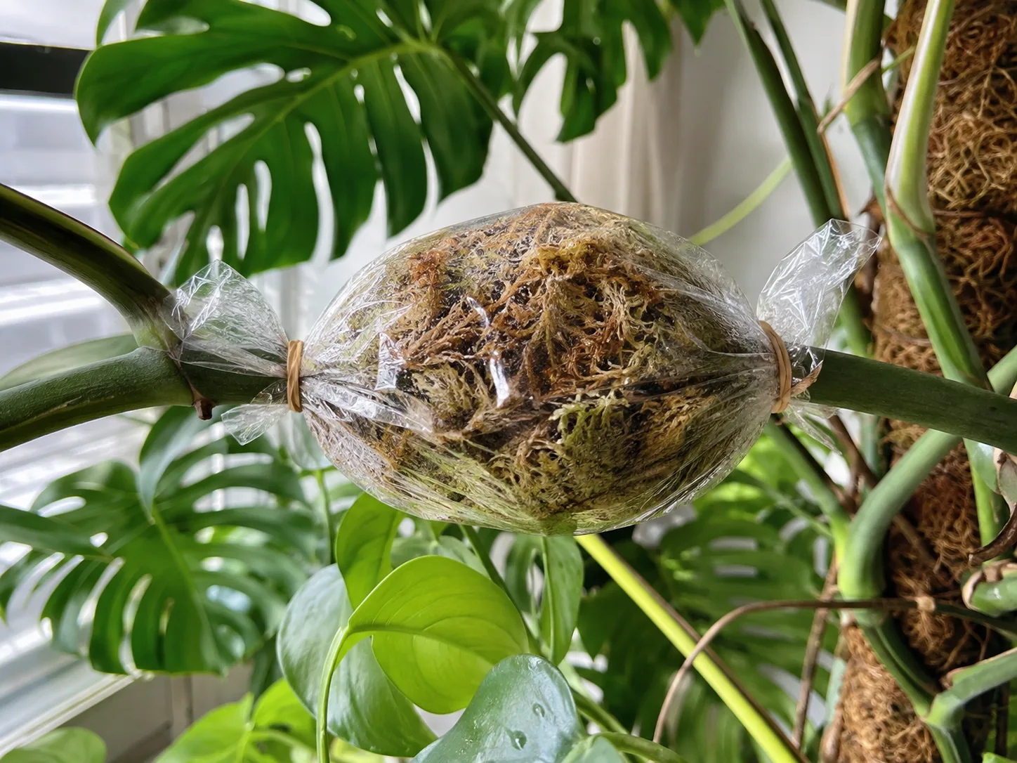 A Monstera stem being air-layered with damp sphagnum moss enclosed in clear plastic while still attached to the parent plant