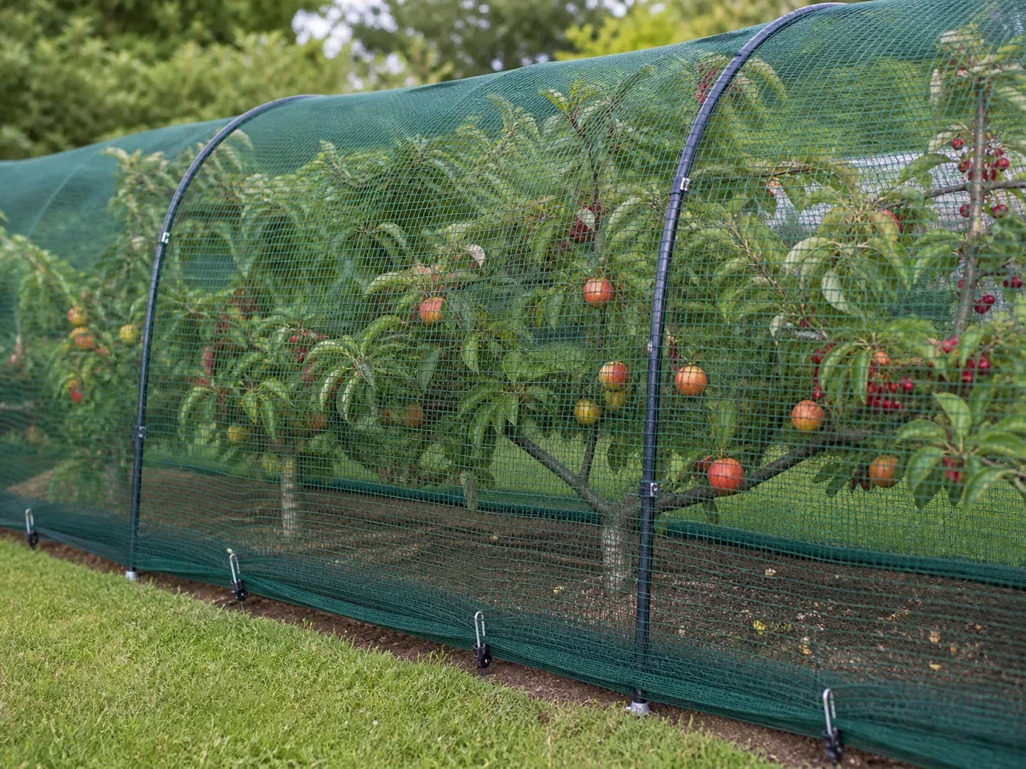 Properly secured bird netting suspended above a backyard fruit tree with the mesh anchored around the ground edges