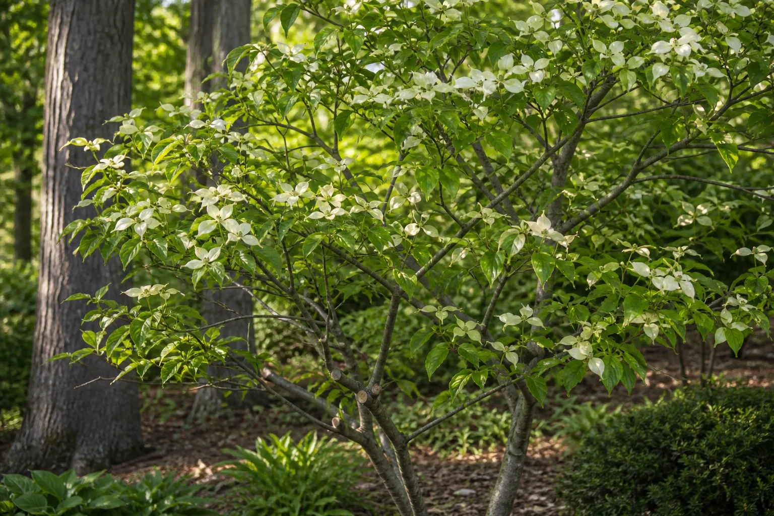 Choose The Pruning Window By Your Goal for choose the pruning window by your goal