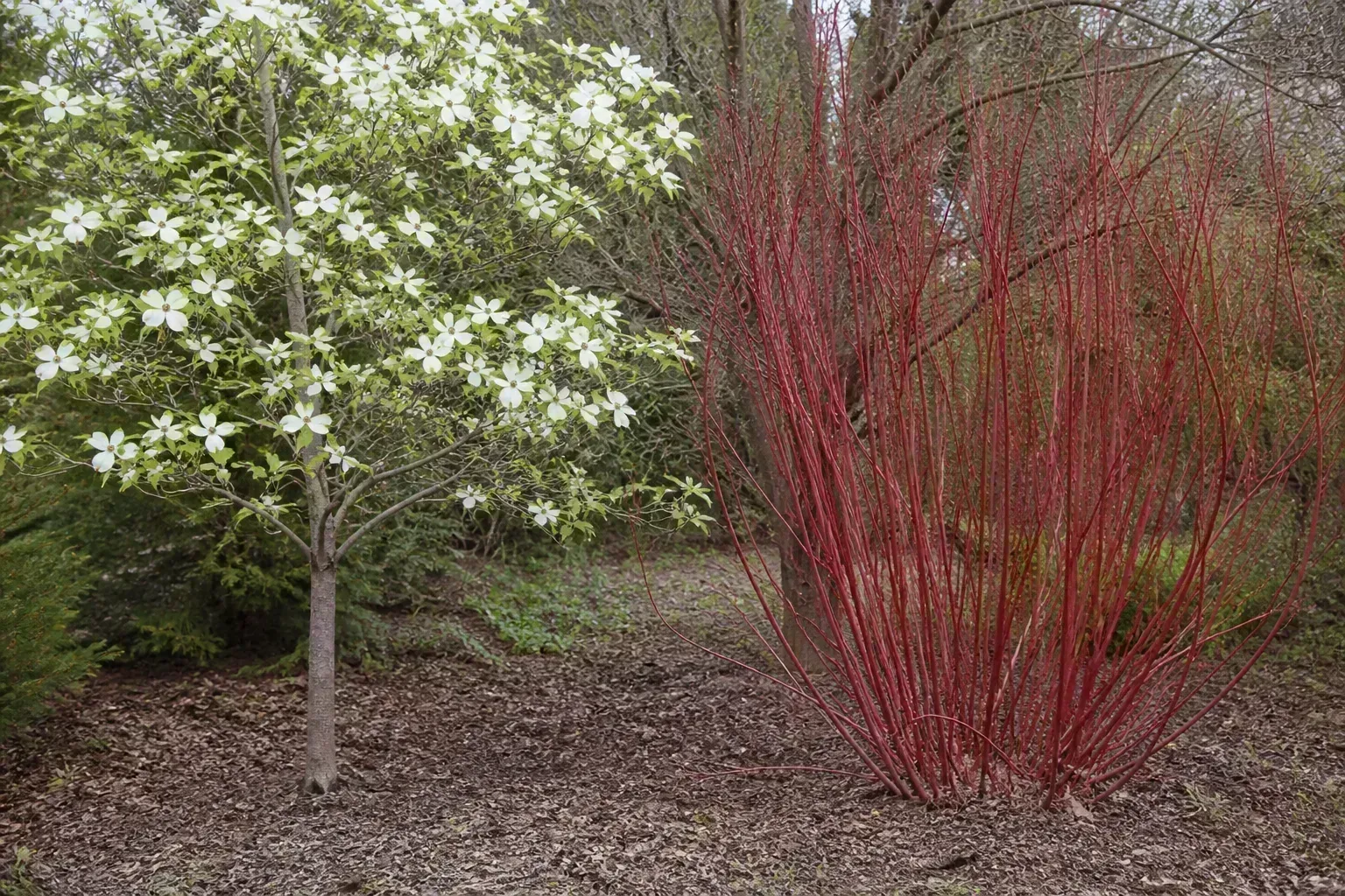 First Identify Which Dogwood You Have for first identify which dogwood you have
