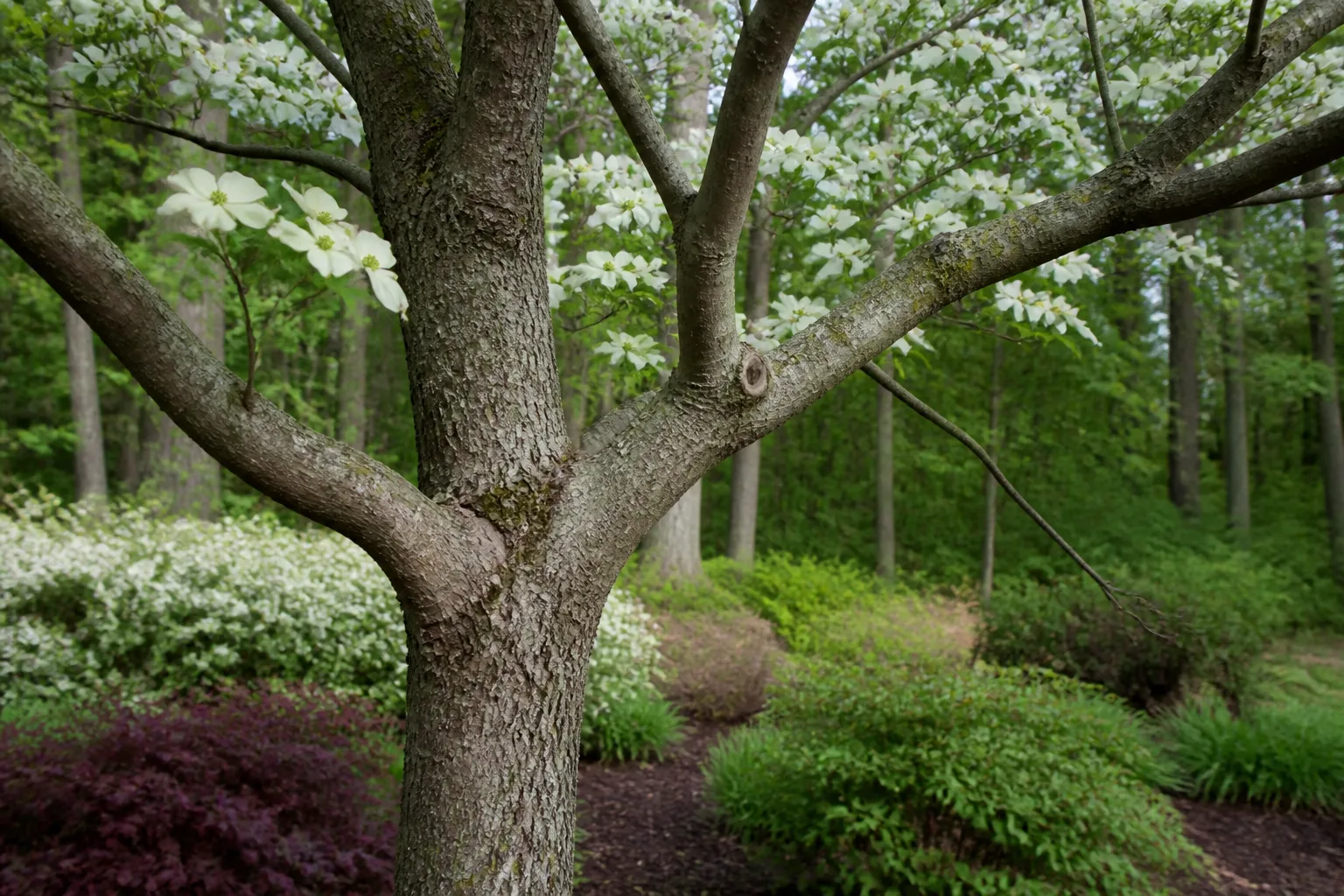 Branch structure and pruning points on a flowering dogwood tree