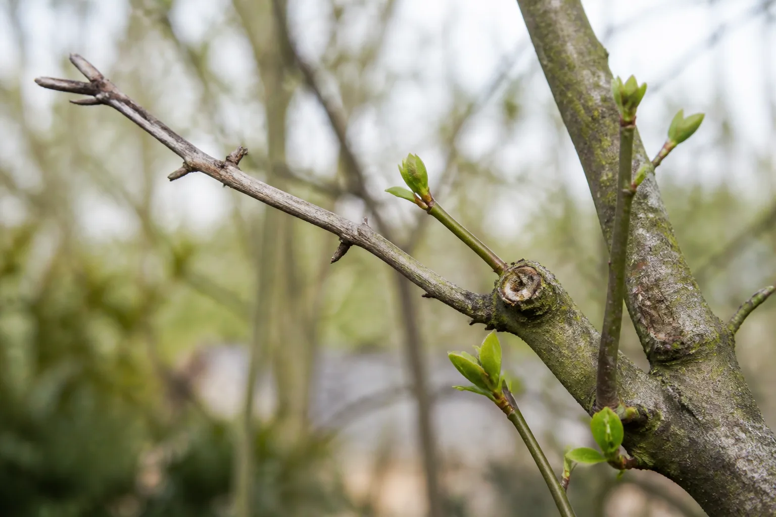 A close view of a tree branch with a dead stub and fresh buds.