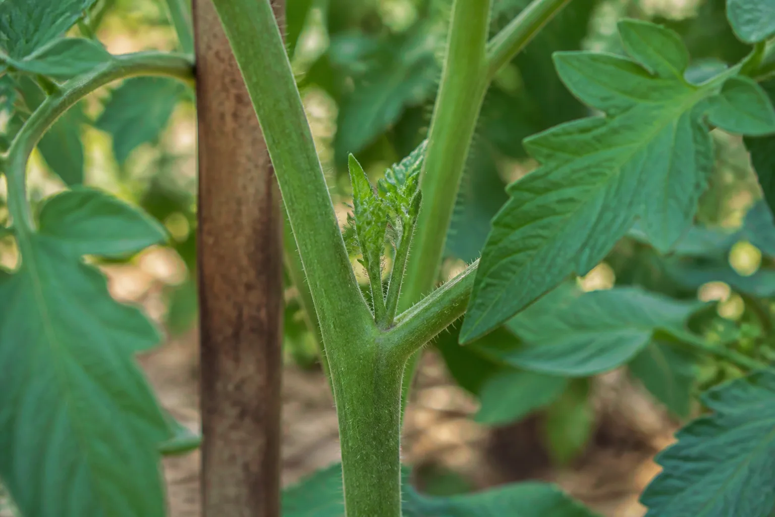 Bypass pruners trimming a lower leaf stem on a vegetable plant in a home garden