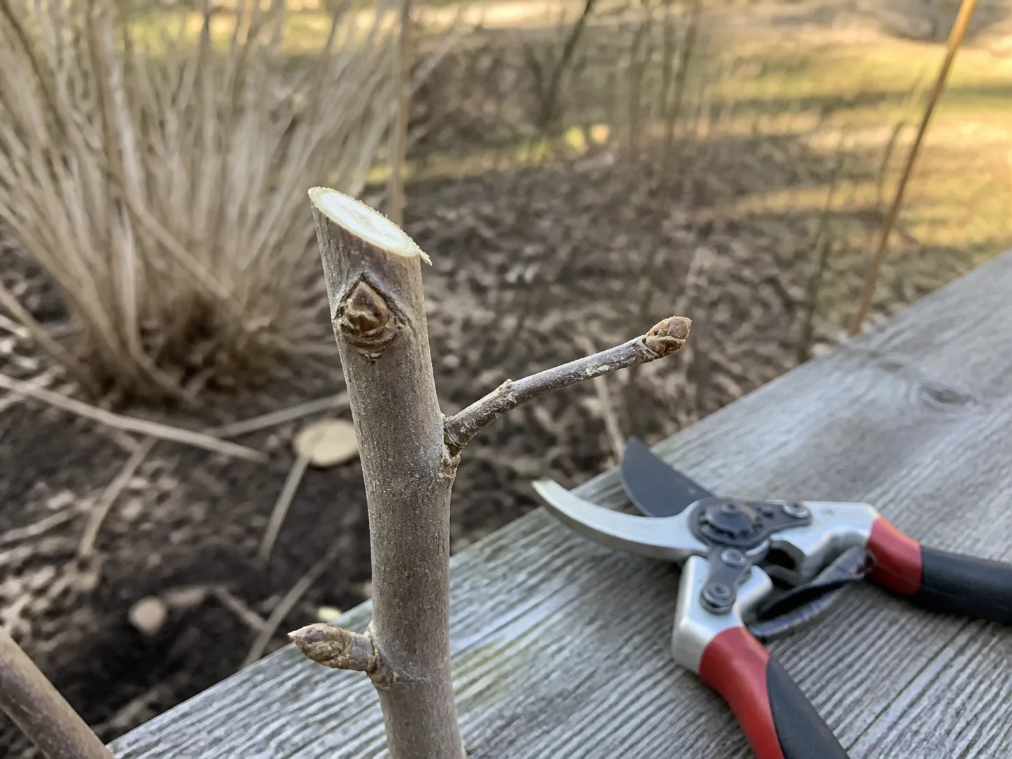 Close-up of a clean pruning cut just above an outward-facing bud on a woody Rose of Sharon branch