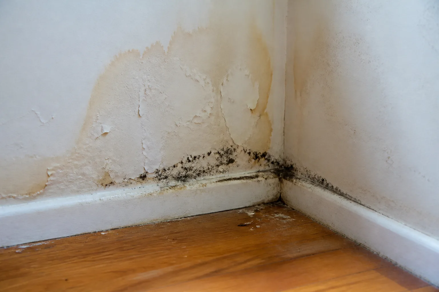Warning Signs Mold Is Growing Inside Your Walls for warning signs mold is growing inside your walls