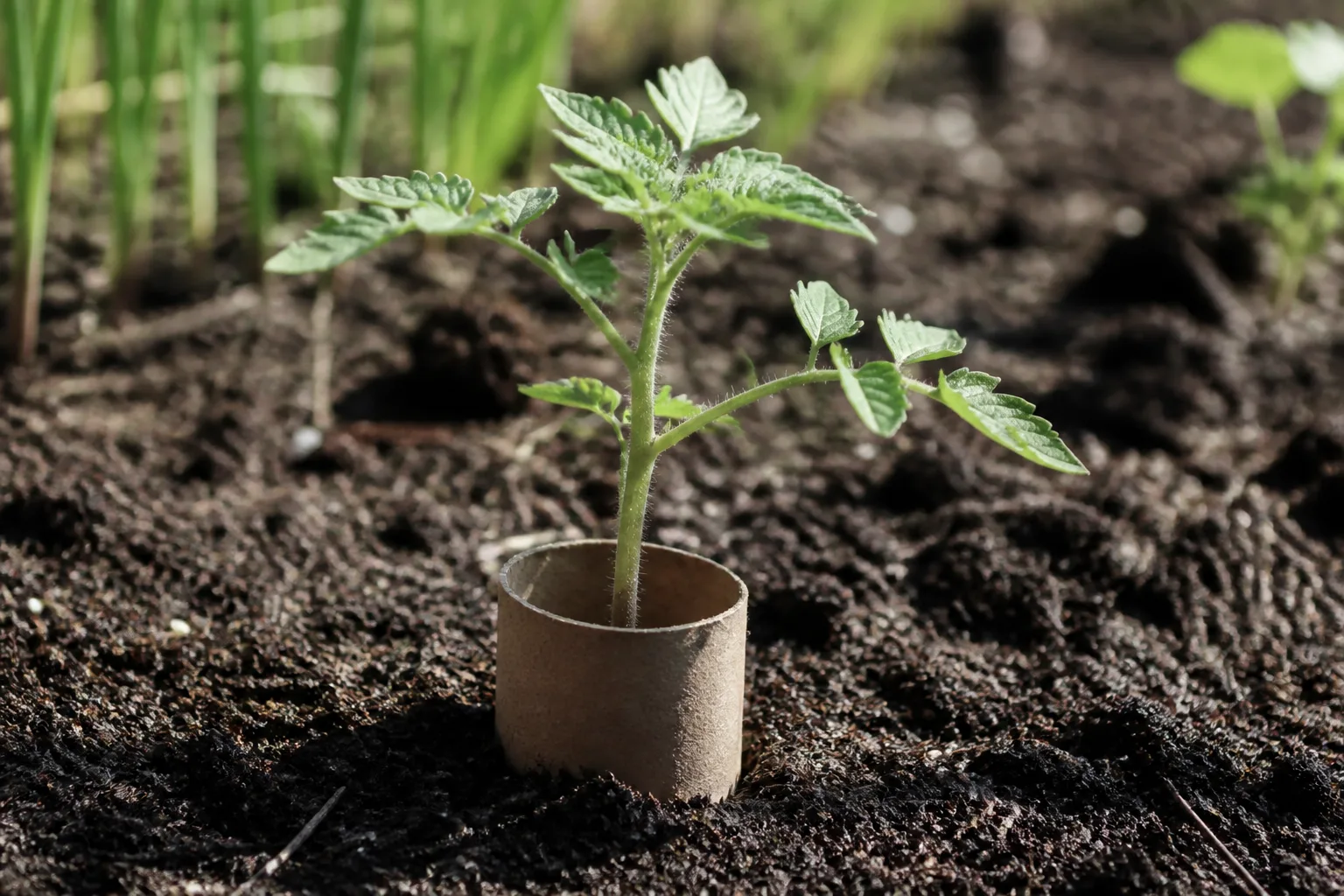 Young vegetable seedling in garden soil protected by a short cardboard toilet paper tube collar pushed into the ground around the stem