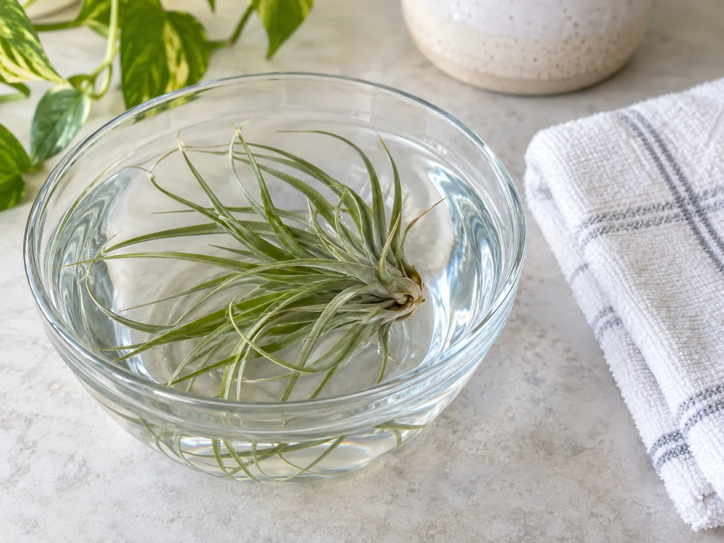 A Tillandsia soaking in a clean bowl before it is drained and dried