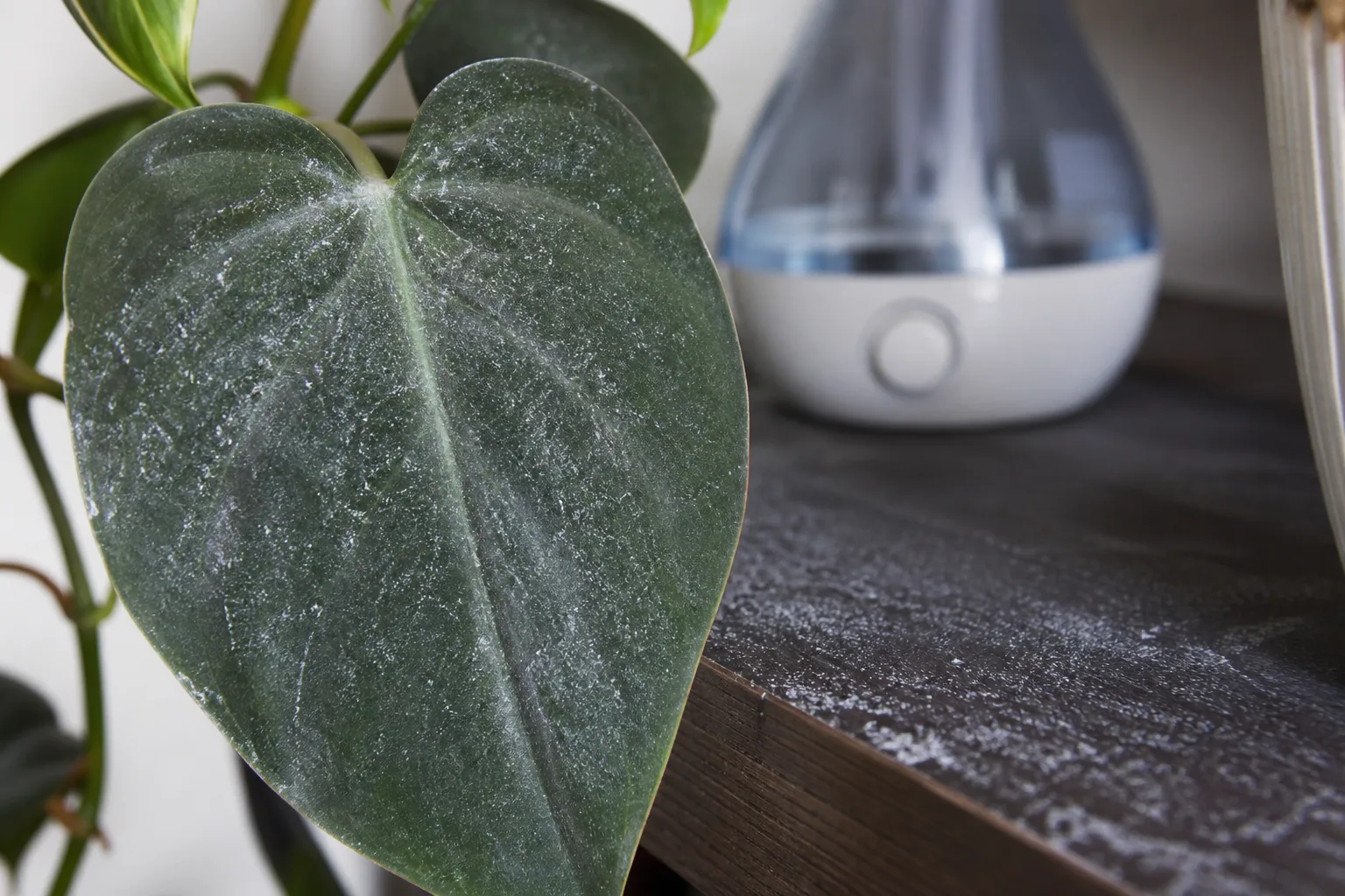 White mineral dust film on a dark leaf and shelf from hard-water ultrasonic mist