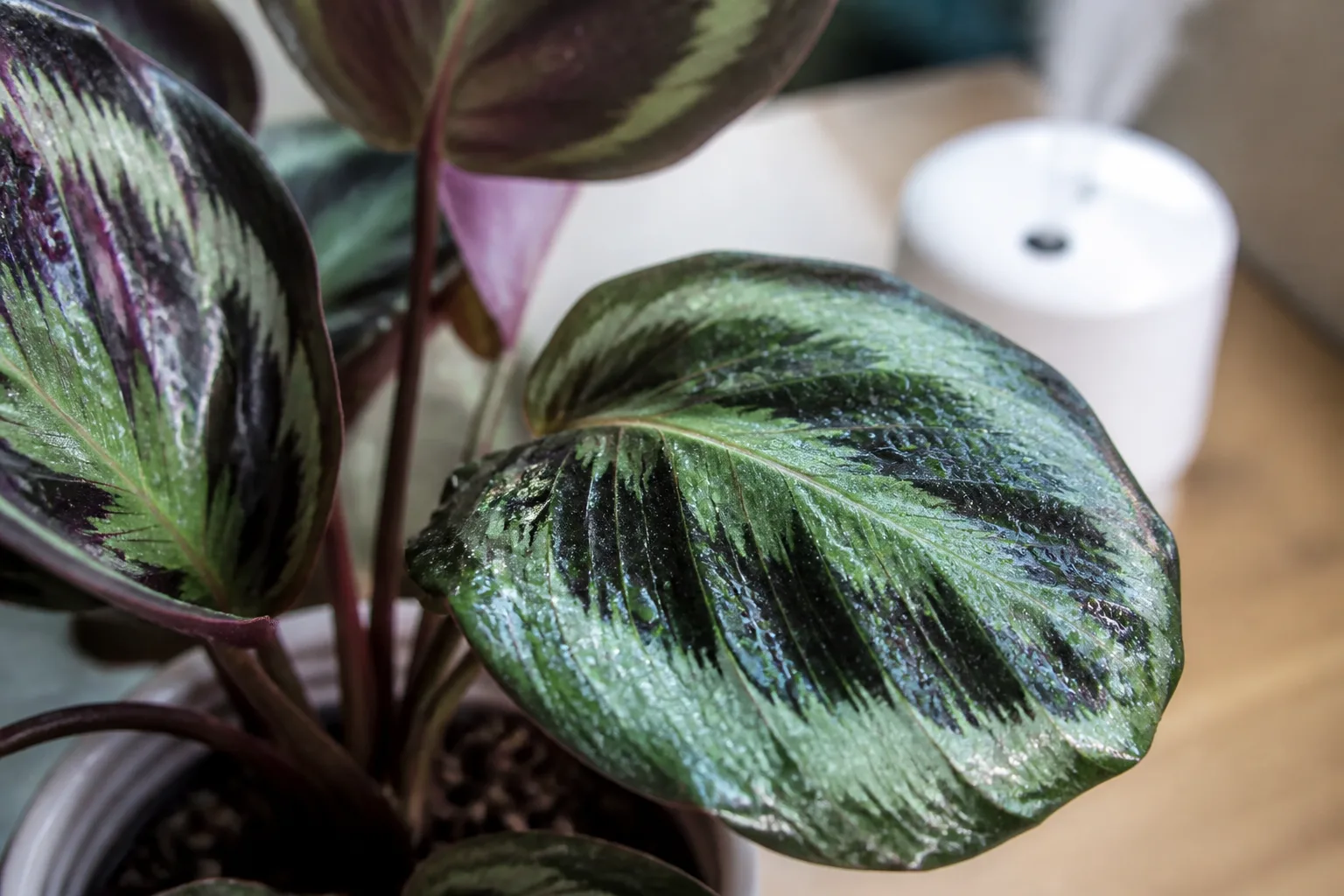 Calathea crown with water beading after a humidifier plume aimed too close