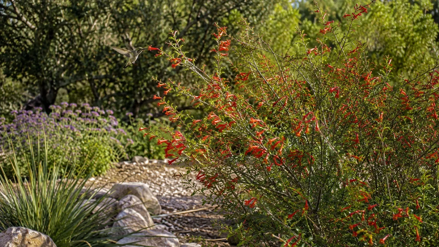 Healthy flame acanthus shrub blooming in a sunny, gravelly garden with a hummingbird nearby